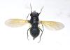 Cheilosia sp.
